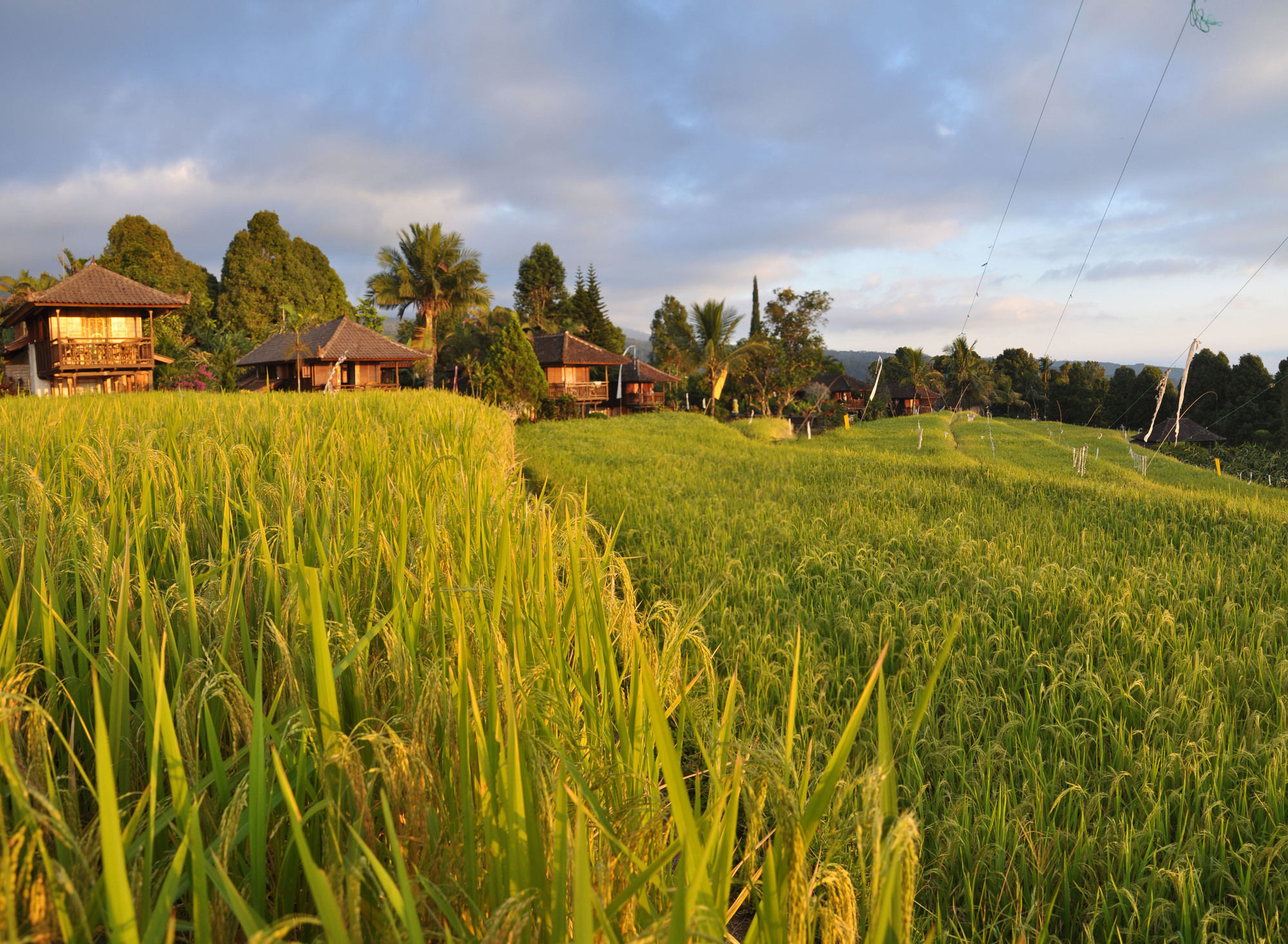 Puri Lumbung Cottages Gobleg  Exteriör bild