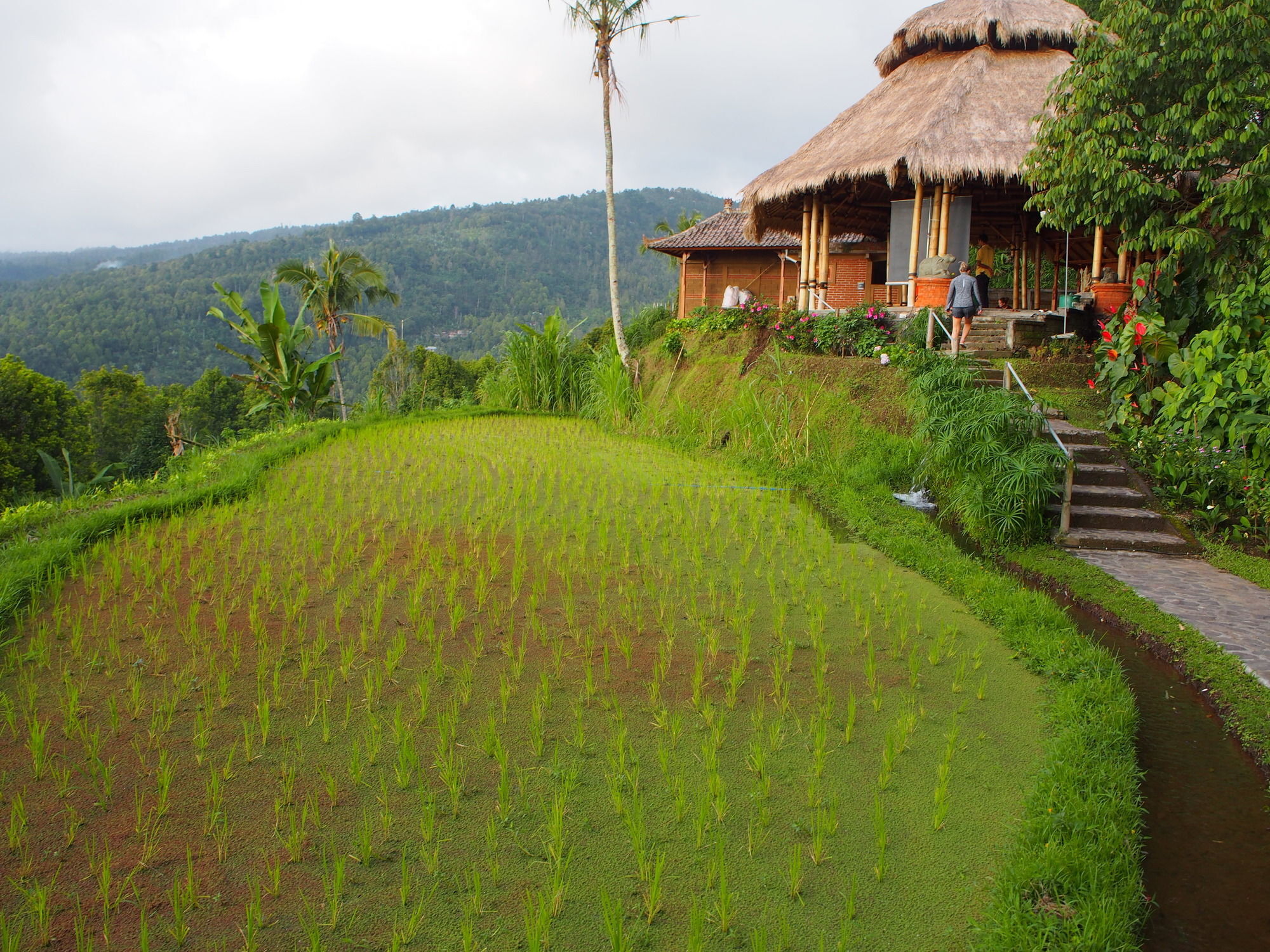 Puri Lumbung Cottages Gobleg  Exteriör bild